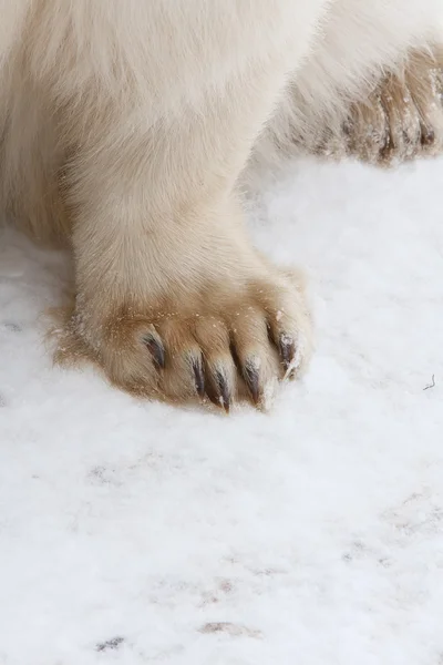 Ours polaire, roi de l'Arctique — Photo