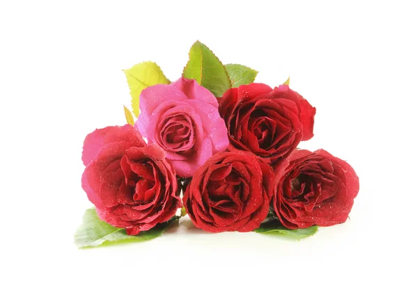 Many red roses — Stock Photo, Image