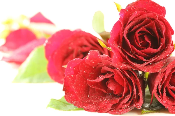 Many red roses — Stock Photo, Image