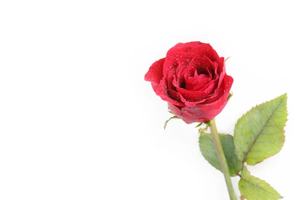 Many red roses — Stock Photo, Image