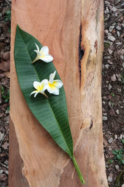 Plumeria —  Fotos de Stock