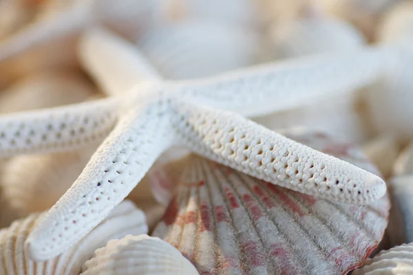 White Finger Starfish — Stock Photo, Image