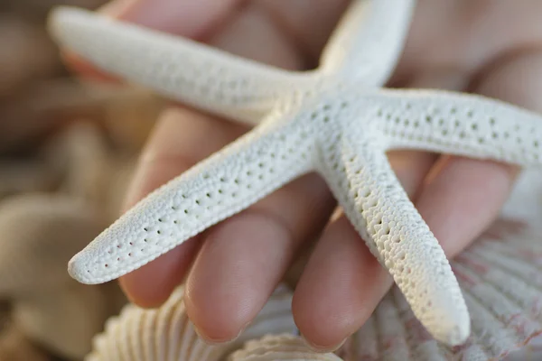 White Finger Starfish — Stock Photo, Image