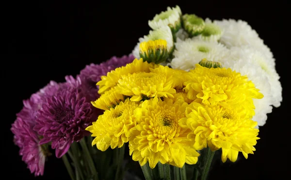 Chrysanthemenmargeriten — Stockfoto