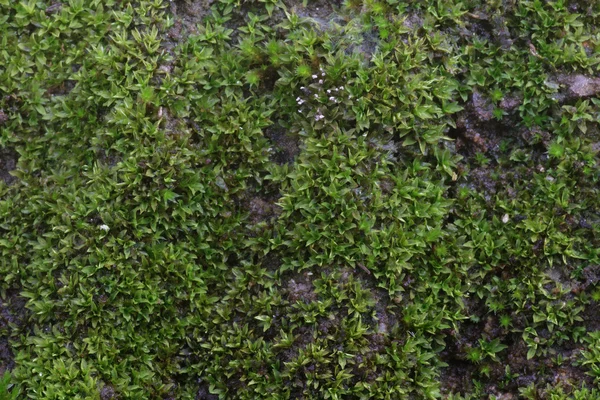 Gros plan vieille pierre envahie par la mousse verte dans la forêt — Photo