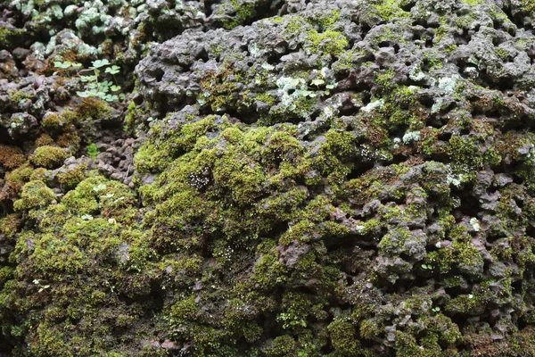 Vértes régi kő benőtt zöld moha-erdő — Stock Fotó