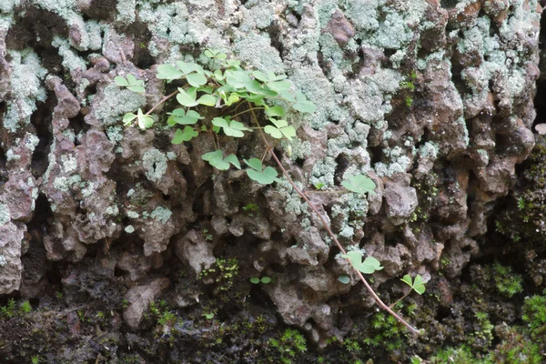 在森林中的绿色长青苔的特写老石头 — 图库照片