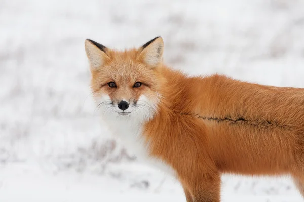 Holzwolf — Stockfoto