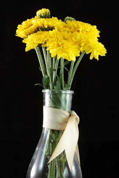 Flor de margarita —  Fotos de Stock