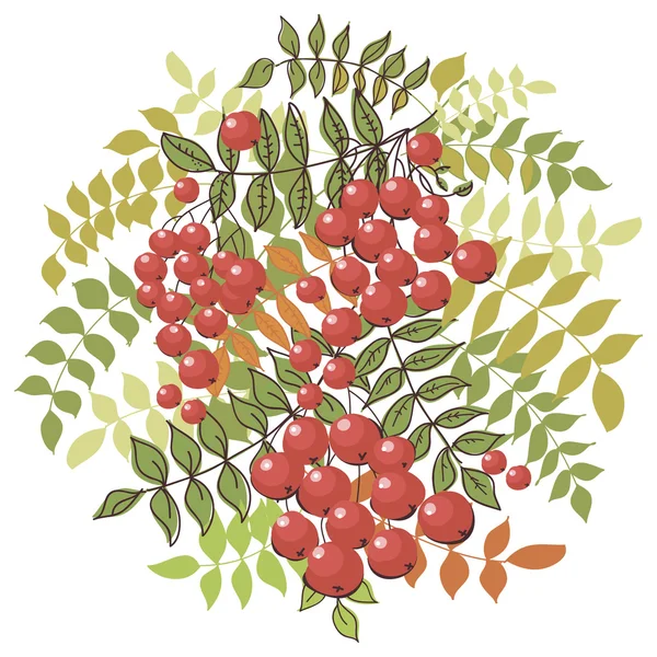 Fondo floral de otoño colorido con rowan — Archivo Imágenes Vectoriales