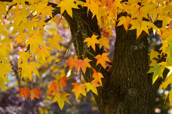 Albero autunnale — Foto Stock