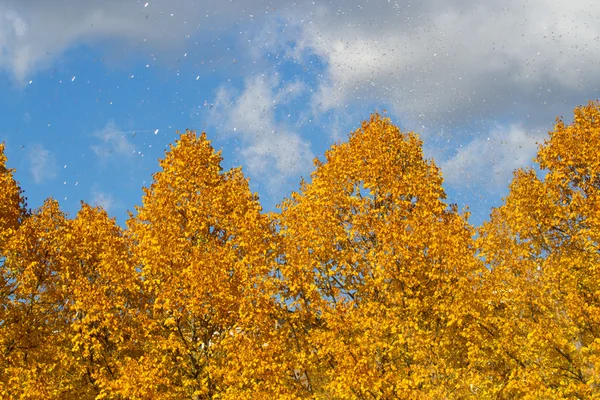 Lluvia en un día de otoño — Foto de Stock