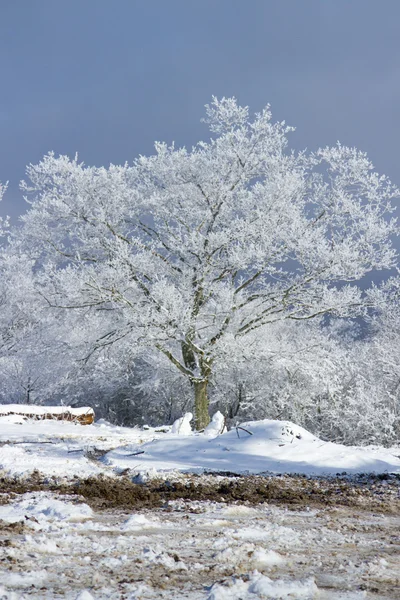 Дерево под снегом — стоковое фото