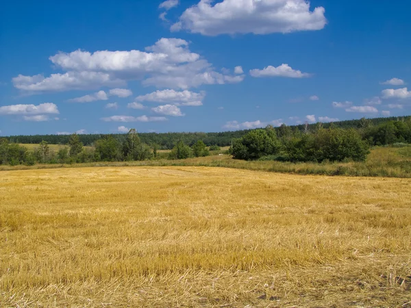 Mown field — Stock Photo, Image