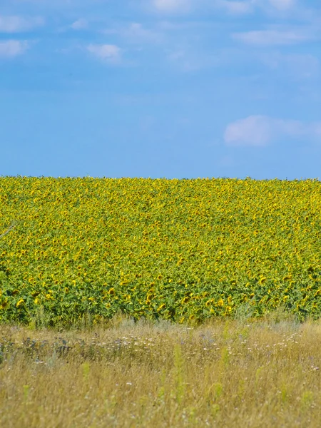 A field of sunflowers — Stock Photo, Image
