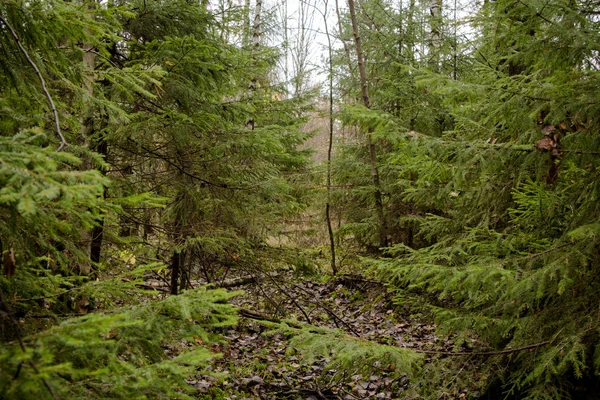 Weihnachtsbaum im Wald Stockbild