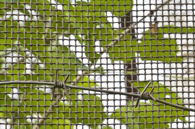 dikenli tel ve metal kafes karşı yeşil çim ve yeşillik