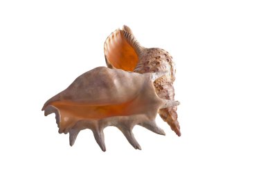 kabuklar beyaz üzerine izole