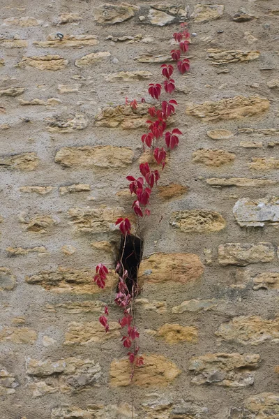 Otoño uva silvestre en la pared —  Fotos de Stock