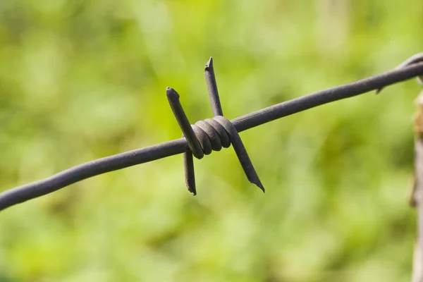 Barbed wire against green grass and foliage — Stock Photo, Image