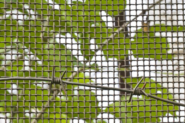 Drut kolczasty i metalowe kraty z zielonej trawy i liści — Zdjęcie stockowe