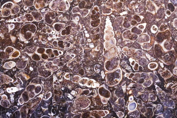 Fossil turritella agate rough slab — Stock Photo, Image