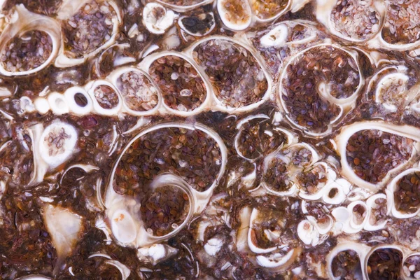 Fossil turritella agate rough slab — Stock Photo, Image