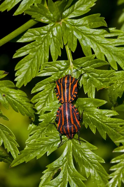 Graphosoma lineatum bugs na folha verde — Fotografia de Stock