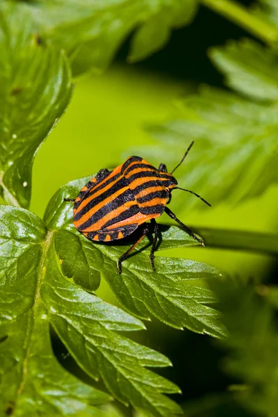 Graphosoma lineatum bug na folha verde — Fotografia de Stock