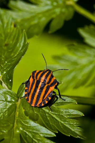 Graphosoma lineatum bug na folha verde — Fotografia de Stock