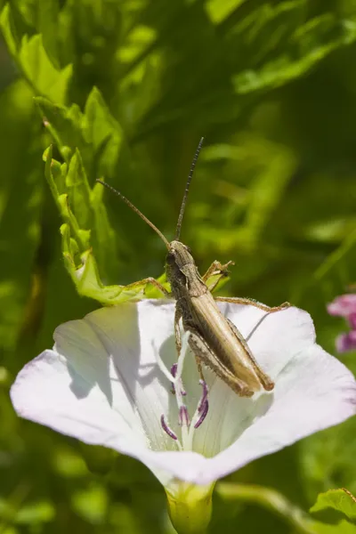 Kobylka v květ svlačec — Stock fotografie