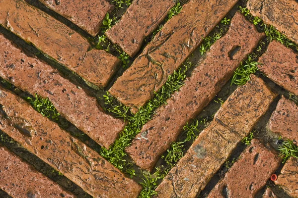 Green grass between cobblestones — Stock Photo, Image