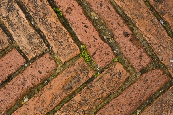Green grass between cobblestones — Stock Photo, Image