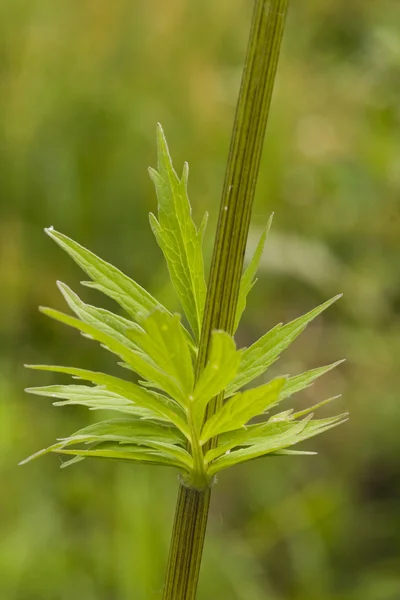 Leaves on grass stem — Stock Photo, Image