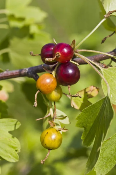 Ripe and unripe gooseberries and leaves on branch — Stock Photo, Image