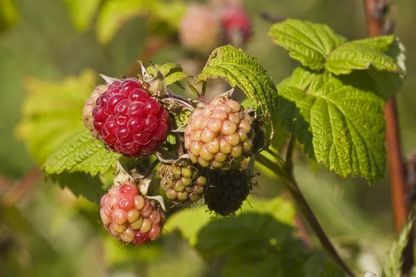 Ripe and unripe raspberries and leaves on branch — Stock Photo, Image