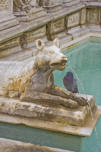 Lei lupo statua di siena fontana — Foto Stock