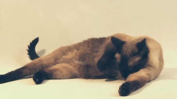 Tailandés gato lamiendo limpio — Vídeos de Stock