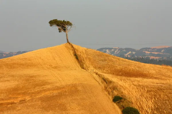 Lonely tree — Stock Photo, Image