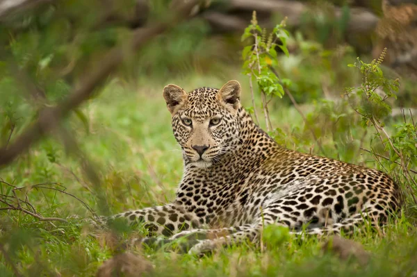 Pose de léopard — Photo