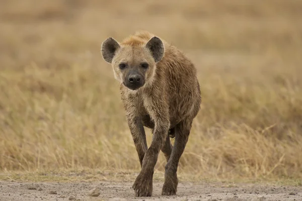 Hyena v buši — Stock fotografie