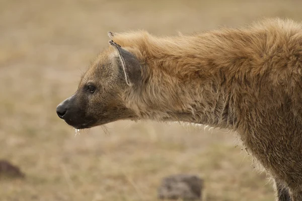 Porträtt av hyena — Stockfoto