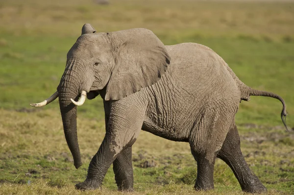코끼리 도보 — 스톡 사진