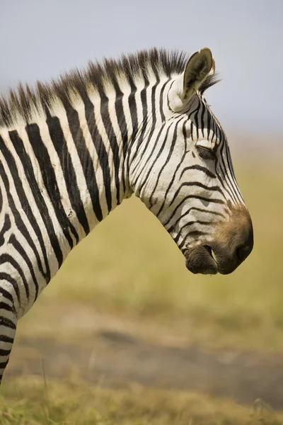 Zebra in profile Royalty Free Stock Images