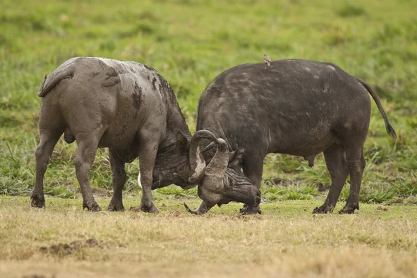 Buffalo fighting — Stock Photo, Image