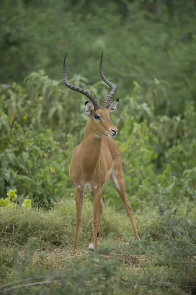 Impala i Savannah — Stockfoto