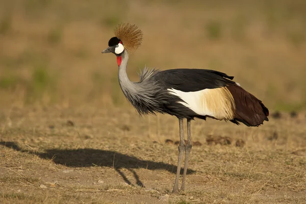 Grå krönt crane — Stockfoto