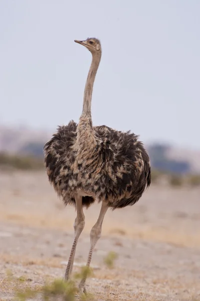 Female ostrich — Stock Photo, Image