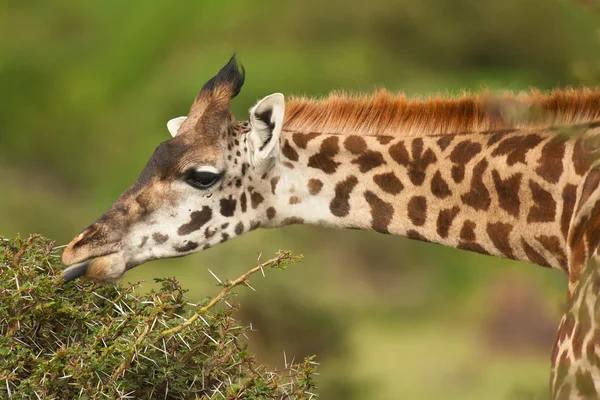 Portrait of a giraffe eating — Stock Photo, Image