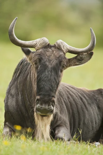 Sitted wildebeest — Stock Photo, Image
